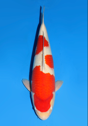 [koi-dainichi-icf2/3-114] 55cm Japanese Imported Kohaku - Dainichi - ICF2/3 - 114