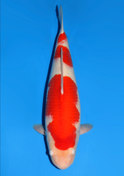 [koi-dainichi-icf2/3-115] 59cm Japanese Imported Kohaku - Dainichi - ICF2/3 - 115