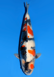 [koi-dainichi-icf2/3-116] 57cm Japanese Imported Showa - Dainichi- ICF2/3- 116