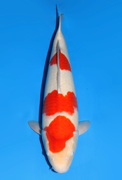 [koi-dainichi-icf2/3-117] 56cm Japanese Imported Kohaku - Dainichi - ICF2/3 - 117