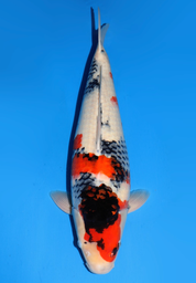 [koi-dainichi-icf2/3-118] 63cm Japanese Imported Showa - Dainichi- ICF2/3- 118