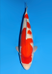 [koi-dainichi-icf2/3-119] 59cm Japanese Imported Kohaku - Dainichi - ICF2/3 - 119