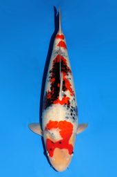 [koi-dainichi-icf2/3-120] 64cm Japanese Imported Showa - Dainichi - ICF2/3 - 120