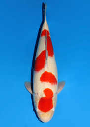 [koi-dainichi-icf2/3-121] 55cm Japanese Imported Kohaku - Dainichi - ICF2/3 - 121