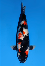 [koi-dainichi-icf2/3-122] 61cm Japanese Imported Showa - Dainichi- ICF2/3- 122