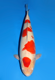 [koi-dainichi-icf2/3-123] 62cm Japanese Imported Kohaku - Dainichi - ICF2/3 - 123