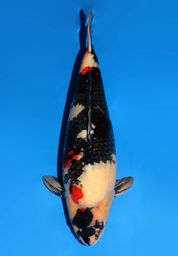 [koi-dainichi-icf2/3-124] 57cm Japanese Imported Showa - Dainichi - ICF2/3 - 124