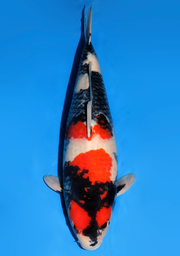 [koi-dainichi-icf2/3-125] 57cm Japanese Imported Showa - Dainichi- ICF2/3- 125