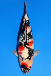 [koi-dainichi-icf2/3-126] 57cm Japanese Imported Showa - Dainichi - ICF2/3 - 126