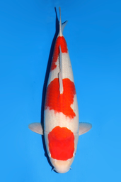 [koi-dainichi-icf2/3-127] 59cm Japanese Imported Maruten Kohaku - Dainichi - ICF2/3 - 127