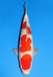[koi-dainichi-icf2/3-128] 56cm Japanese Imported Maruten Kohaku - Dainichi - ICF2/3 - 128