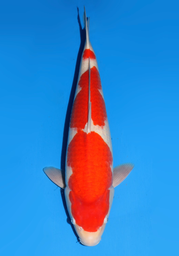 [koi-dainichi-icf2/3-129] 59cm Japanese Imported Kohaku - Dainichi - ICF2/3 - 129