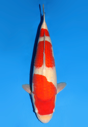[koi-dainichi-icf2/3-130] 58cm Japanese Imported Kohaku - Dainichi - ICF2/3 - 130