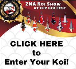 [Enter-Koi-2025-Koi-Fest] Enter a Koi in the 2025 Koi Fest