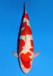 [koi-dainichi-icf2/3-131] 60cm Japanese Imported Kohaku - Dainichi - ICF2/3 - 131