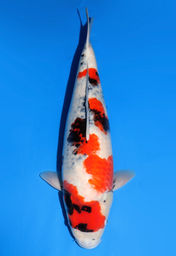 [koi-dainichi-icf2/3-132] 56cm Japanese Imported Showa - Dainichi- ICF2/3- 132