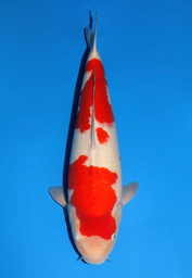 [koi-dainichi-icf2/3-133] 55cm Japanese Imported Kohaku - Dainichi - ICF2/3 - 133