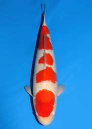 [koi-dainichi-icf2/3-134] 59cm Japanese Imported Maruten Kohaku - Dainichi - ICF2/3 - 134