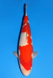 [koi-dainichi-icf2/3-135] 60cm Japanese Imported Kohaku - Dainichi - ICF2/3 - 135