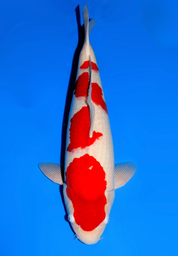 [koi-dainichi-icf2/3-136] 60cm Japanese Imported Kohaku - Dainichi - ICF2/3 - 136