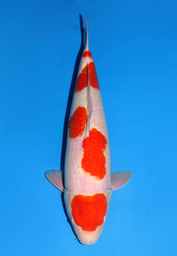 [koi-dainichi-icf2/3-137] 59cm Japanese Imported Maruten Kohaku - Dainichi - ICF2/3 - 137