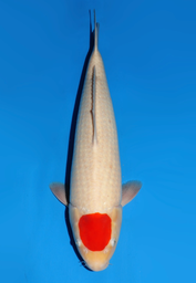[koi-dainichi-icf2/3-138] 57cm Japanese Imported Tancho Kohaku - Dainichi - ICF2/3 - 138