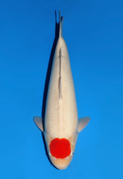 [koi-dainichi-icf2/3-140] 54cm Japanese Imported Tancho Kohaku - Dainichi - ICF2/3 - 140