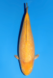 [koi-dainichi-icf2/3-141] 58cm Japanese Imported Yellow Monkey - Dainichi - ICF2/3 - 141