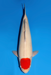 [koi-dainichi-icf2/3-143] 58cm Japanese Imported Tancho Kohaku - Dainichi - ICF2/3 - 143