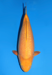 [koi-dainichi-icf2/3-144] 54cm Japanese Imported Yellow Monkey - Dainichi - ICF2/3 - 144