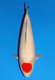 [koi-dainichi-icf2/3-145] 56cm Japanese Imported Tancho Kohaku - Dainichi - ICF2/3 - 145