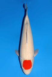 [koi-dainichi-icf2/3-146] 58cm Japanese Imported Tancho Kohaku - Dainichi - ICF2/3 - 146