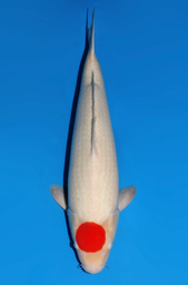 [koi-dainichi-icf2/3-147] 61cm Japanese Imported Tancho Kohaku - Dainichi - ICF2/3 - 147