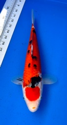 [koi-shintaro-pgh9-1] 34cm Japanese Imported Tancho Sanke - Shintaro - PGH9 - 1