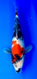 [koi-shintaro-pgh9-2] 38cm Japanese Imported Showa - Shintaro - PGH9 - 2