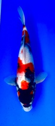 [koi-shintaro-pgh9-3] 33cm Japanese Imported Showa - Shintaro - PGH9 - 3