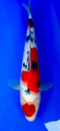 [koi-shintaro-pgh9-4] 37cm Japanese Imported Maruten Sanke - Shintaro - PGH9 - 4