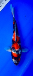 [koi-shintaro-pgh9-5] 35cm Japanese Imported Showa - Shintaro - PGH9 - 5