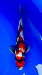 [koi-shintaro-pgh9-6] 37cm Japanese Imported Showa - Shintaro - PGH9 - 6