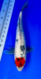[koi-shintaro-pgh9-7] 38cm Japanese Imported Ginrin Tancho Showa - Shintaro - PGH9 - 7