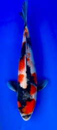 [koi-shintaro-pgh9-8] 33cm Japanese Imported Showa - Shintaro - PGH9 - 8