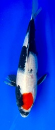 [koi-shintaro-pgh9-10] 40cm Japanese Imported Maruten Showa - Shintaro - PGH9 - 10
