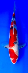 [koi-shintaro-pgh9-11] 34cm Japanese Imported Sanke - Shintaro - PGH9 - 11
