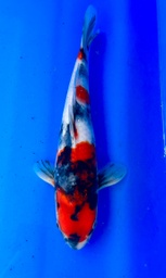 [koi-shintaro-pgh9-12] 34cm Japanese Imported Showa - Shintaro - PGH9 - 12