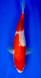 [koi-shintaro-pgh9-13] 38cm Japanese Imported Kohaku - Shintaro - PGH9 - 13