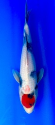[koi-shintaro-pgh9-14] 36cm Japanese Imported Tancho Showa - Shintaro - PGH9 - 14