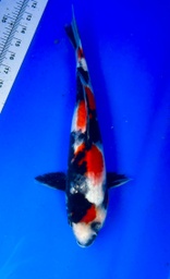 [koi-shintaro-pgh9-15] 34cm Japanese Imported Showa - Shintaro - PGH9 - 15