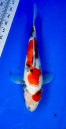 [koi-shintaro-pgh9-16] 30cm Japanese Imported Showa - Shintaro - PGH9 - 16