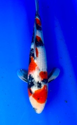 [koi-shintaro-pgh9-17] 39cm Japanese Imported Showa - Shintaro - PGH9 - 17