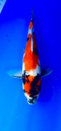 [koi-shintaro-pgh9-19] 39cm Japanese Imported Showa - Shintaro - PGH9 - 19